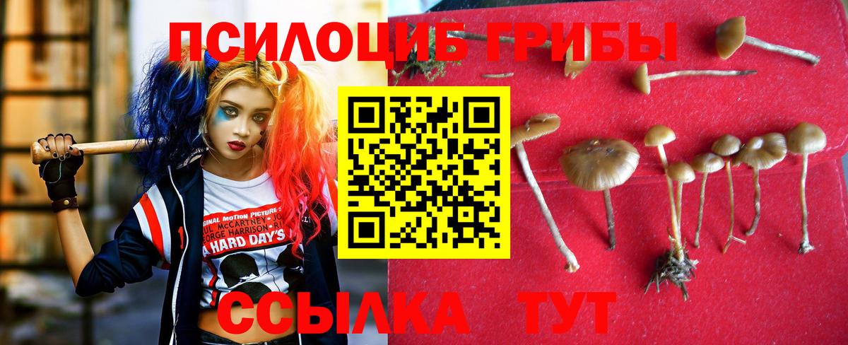 Псилоцибиновые грибы Psilocybe Иркутск